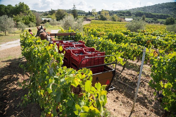 In a carriage among the vineyards, visit of the cellar, tasting of organic wines. - Duration and pacing: 2 hours that don’t feel rushed