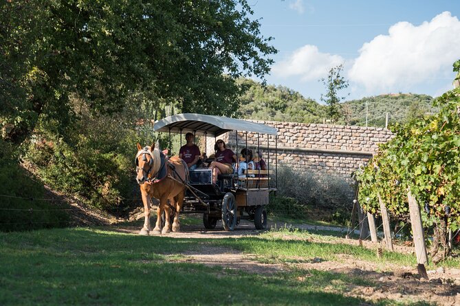 In a carriage among the vineyards, visit of the cellar, tasting of organic wines. - Price and value: Is $89.01 per person fair?