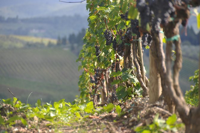 It's Wine Time! 2 wineries & farm-to-table lunch—max 8 pp - Transportation from Florence: the easy part, with one important catch
