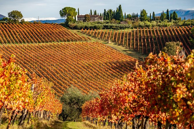 Livorno Shore Excursion: Chianti and Tuscany Countryside Private Wine Tour - Lunch near the wineries: Optional, local, and not included