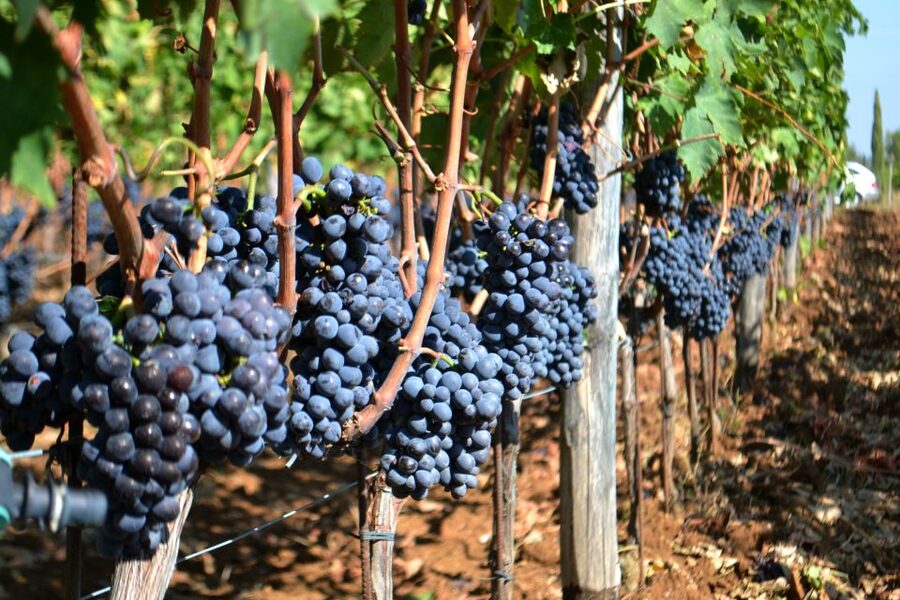Montalcino: Small-Group Brunello Wine Tour from Florence - Lunch in Montalcino: keep your appetite ready for Brunello