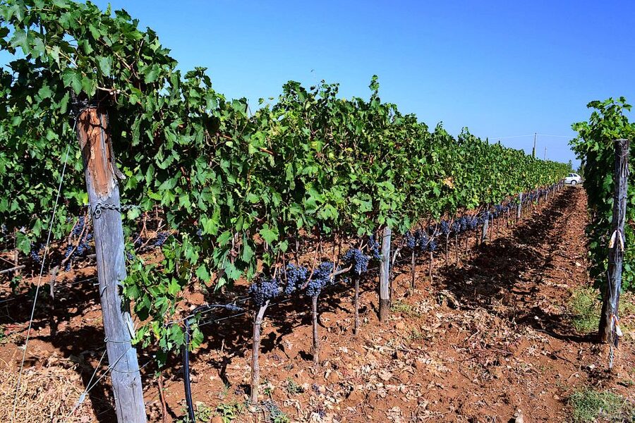 Montalcino: Small-Group Brunello Wine Tour from Florence - Second winery tasting session for Brunello di Montalcino DOCG