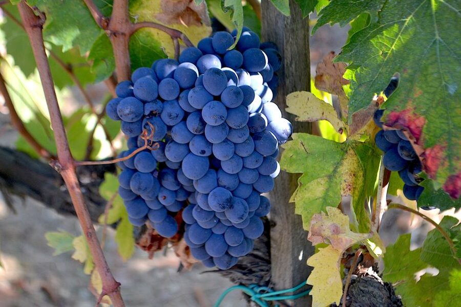 Montalcino: Small-Group Brunello Wine Tour from Florence - Arriving in Montalcino: a town you can taste