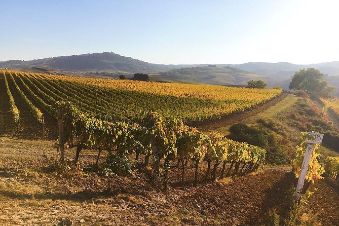 Montalcino wine tour - The tastings that teach you something (not just let you drink)