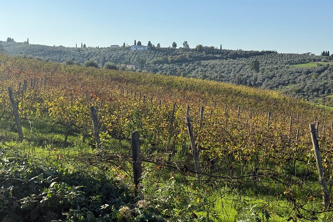 Morning Chianti E-Bike: Immersive Wine Experience & Local Lunch - San Gersole to Torre Rosse: Olive Groves and Geometry You Can Feel