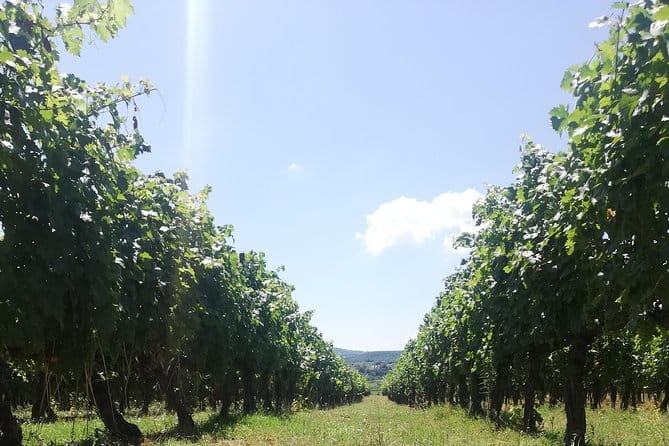 Open Top Van!! Half Day in Chianti with Wine Tasting - Stop 1: Fattoria di Luiano for Chianti Classico tasting (and shipping)