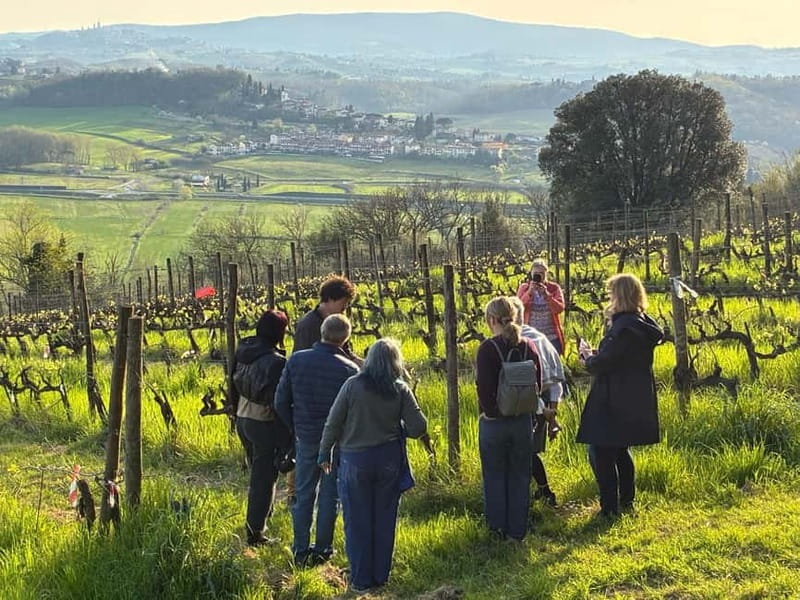 Organic Wine and Food Tasting at Historic Fattoria Majnoni - Terrace Views Toward San Gimignano: Your First Sense of Place