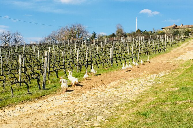Organic Wine Tour&Tasting overlooking Chianti Classico Vineyards - Organic cellar tour and terrace tasting at Casa Emma: what it’s really like