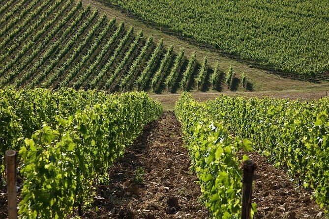 Organic Wine Tour&Tasting overlooking Chianti Classico Vineyards - Should you book this Organic Wine Tour at Casa Emma?