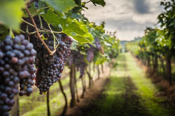 Private Chianti Wine Tasting from Florence, Half Day Experience - Key points to know before you go