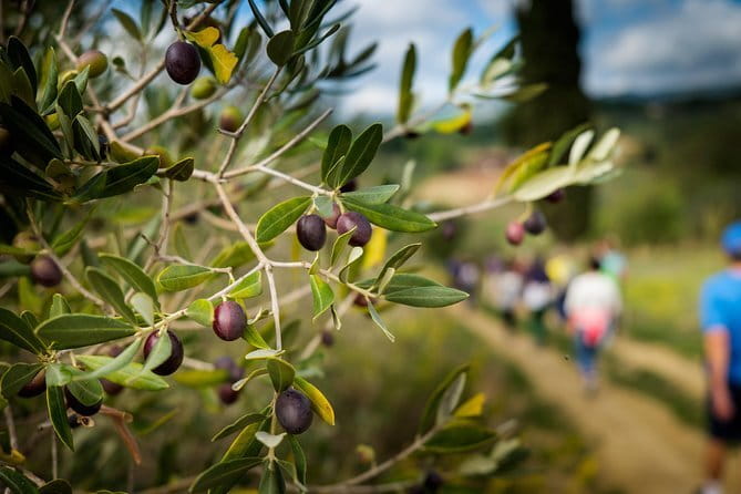 Private Classic Wine Tour in Chianti from Florence - Price and Value: When $452.89 Per Person Makes Sense