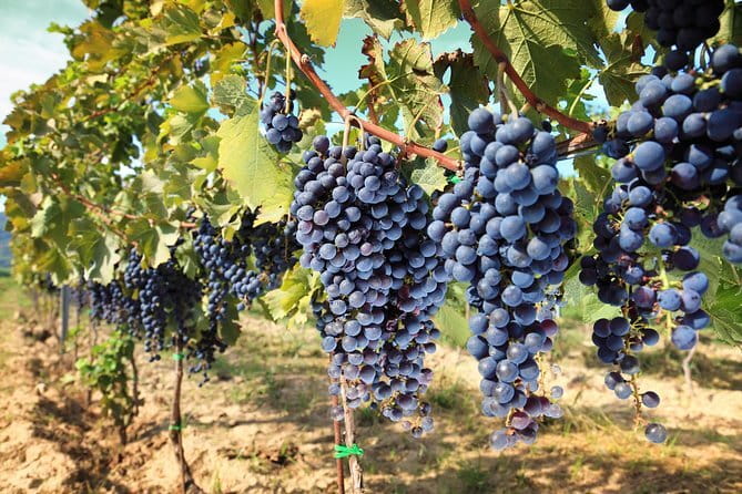 Private daytrip to Siena & Chianti wine country, with wine tasting from Florence - Greve in Chianti: the town stop that makes the countryside feel real