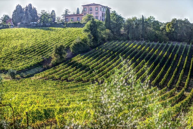 PRIVATE Full-Day Wine Experience in Chianti Classico. - Greve in Chianti and Falorni: Start With Snacks and Sangiovese Vibes