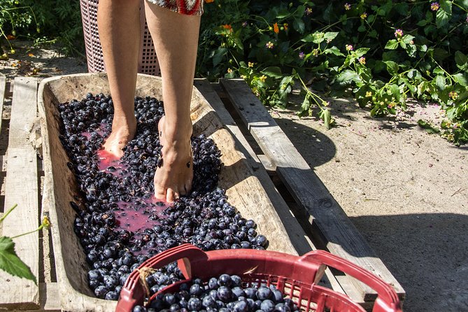 Private Grape stomping in Chianti from Florence - Key highlights at a glance