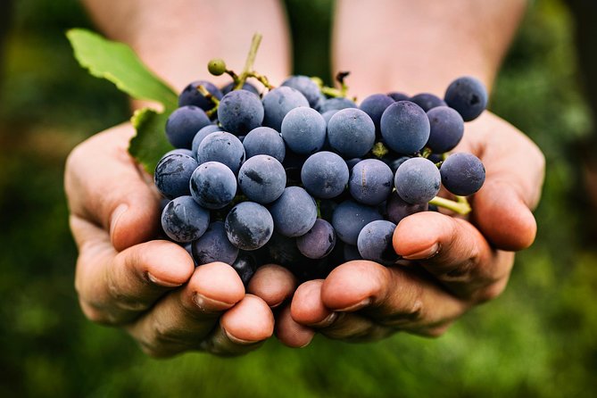 Private Grape stomping in Chianti from Florence - Price and logistics: how to decide if it fits your group