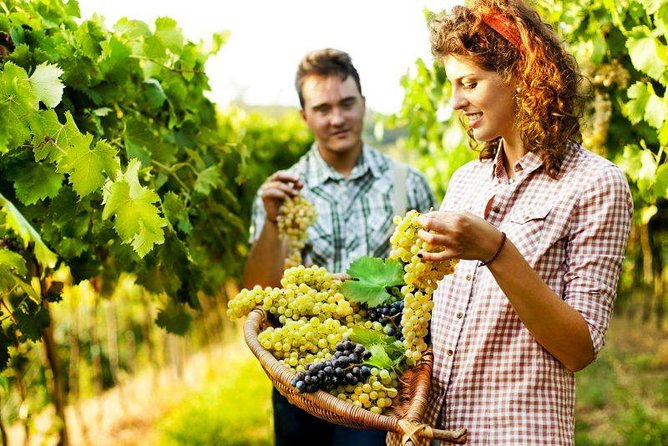 Private Grape stomping in Chianti from Florence - The tasting lunch: what you get, why it’s worth the price