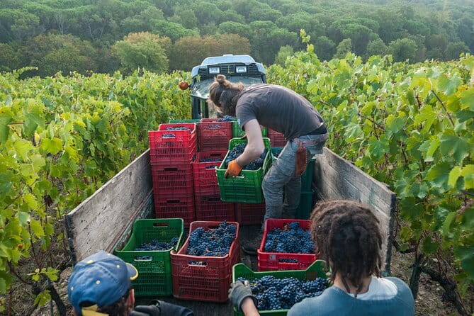 PRIVATE Half-Day Tour: Chianti Classico Wine Experience. - Quick highlights (what makes this tour worth your time)