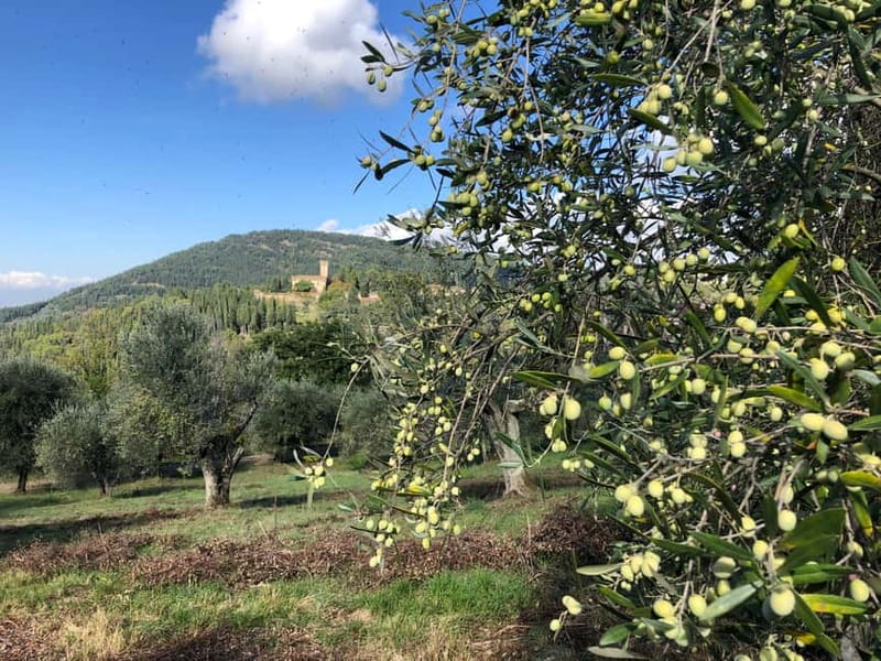 Private Hiking Florence Tour with Wine and Lunch or semi-pri - Getting from Florence into the green hills fast