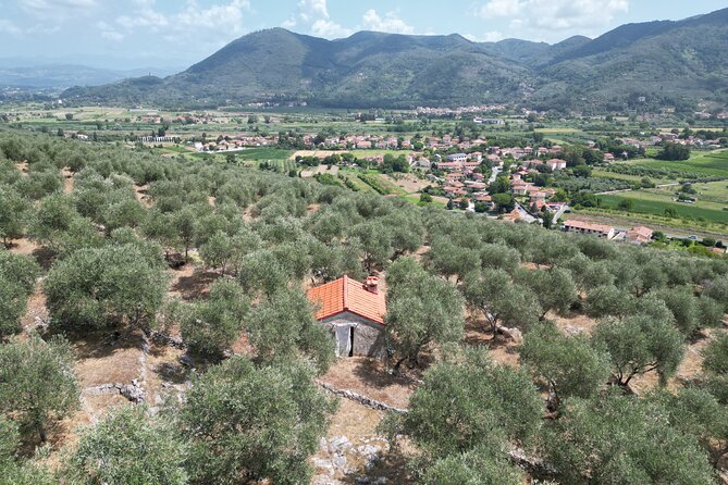 Private Home-Made Pasta Cooking Class in Pisa. - The olive grove break: what happens while dough rests
