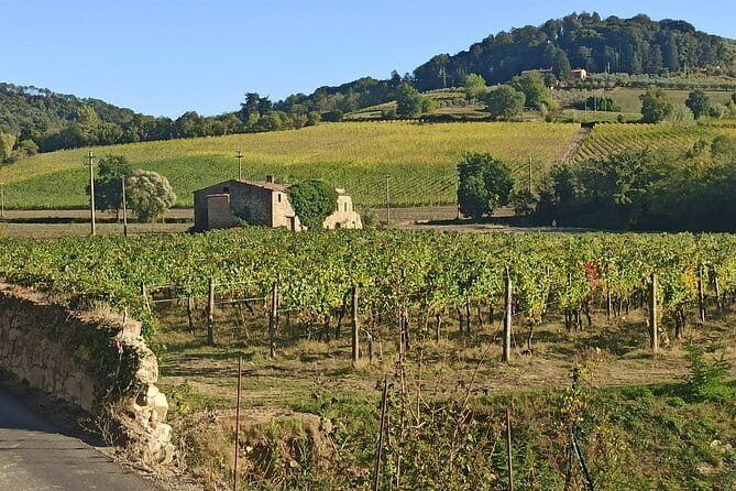 PRIVATE TOUR: Chianti Afternoon tour with visit to 2 wine farms - Key Highlights You’ll Feel Immediately