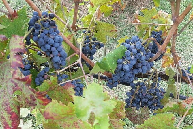 PRIVATE TOUR: Chianti Afternoon tour with visit to 2 wine farms - A 3pm Chianti Afternoon From Florence That Lets You Breathe