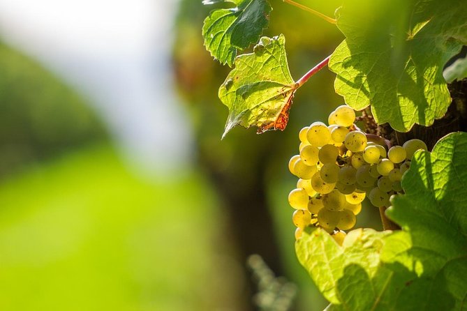 Private Tour- Chianti By Minivan At Sunset - Key highlights to know before you go