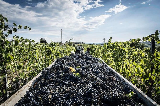 Private Tour: Chianti Winery, Montefioralle, and Greve in Chianti - Piazza Matteotti in Greve: quick center time and a coffee pause