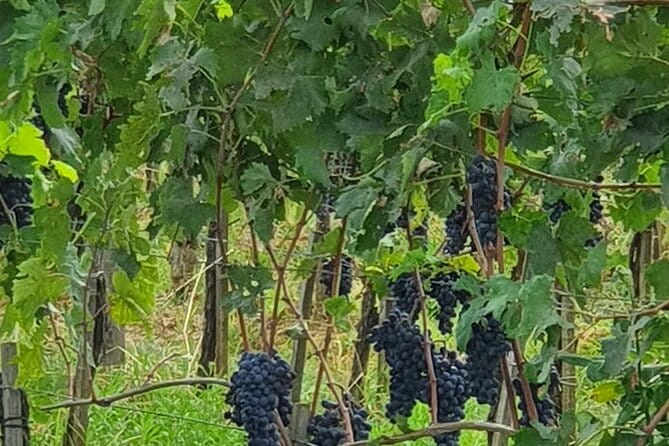 Private Tour of Chianti, Siena and San Gimignano by Minivan - Should you book this private Chianti, Siena and San Gimignano tour?