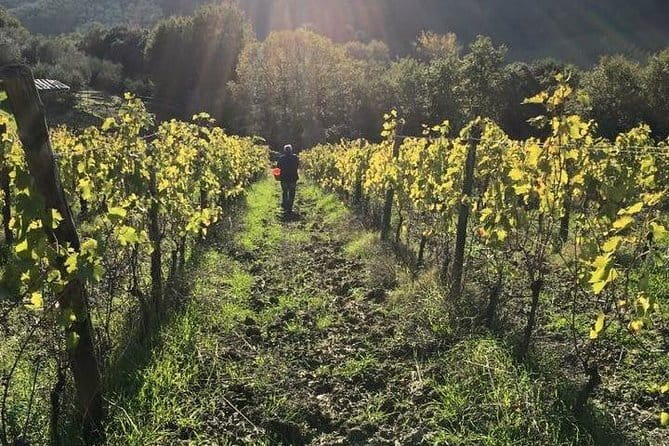 Private Tour of San Gimignano & Siena - A Private San Gimignano + Siena Day Trip That Actually Feels Manageable