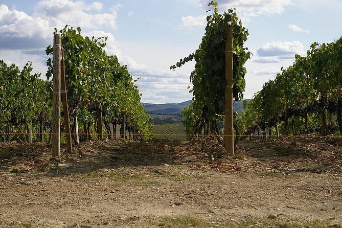 Private Tour to Siena and San Gimignano with Wine Tasting & Lunch - San Gimignano 1300: Spend Your Hour Like a Pro