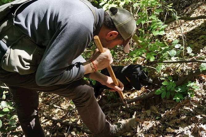 Private Truffle Hunting in Chianti from Florence - Why truffle hunting near Florence feels like a real skill