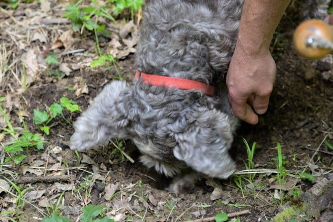 Private Truffle Hunting in Chianti from Florence - Starting in Florence: Piazza della Repubblica at 9:00 am