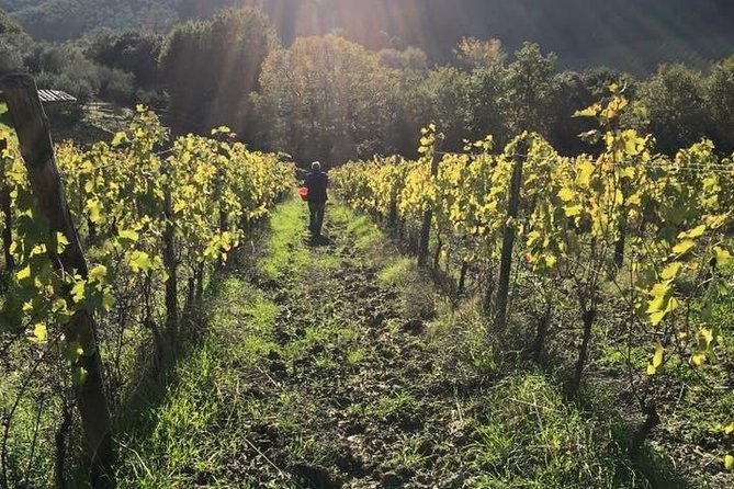 Private wine & EVO Oil Tasting with Tuscan Meal - Price and Value: What You’re Really Paying For