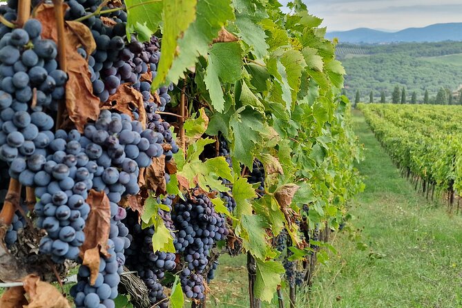 Private Wine Tour Top Wineries, Limousine Service, Florence Tours - From Florence to Chianti in a private limousine