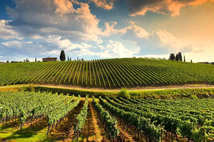 Romantic Escape in Tuscany with Overnight and Wine Tasting - Tenuta Torciano Tasting: Wine, Extra Virgin Olive Oil, and Tuscan Bites