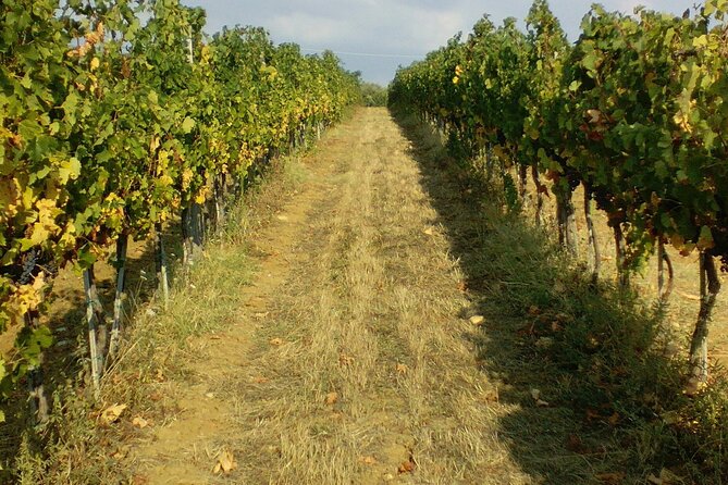 San Gimignano and Chianti tour - A Private San Gimignano and Chianti Day Trip From Florence