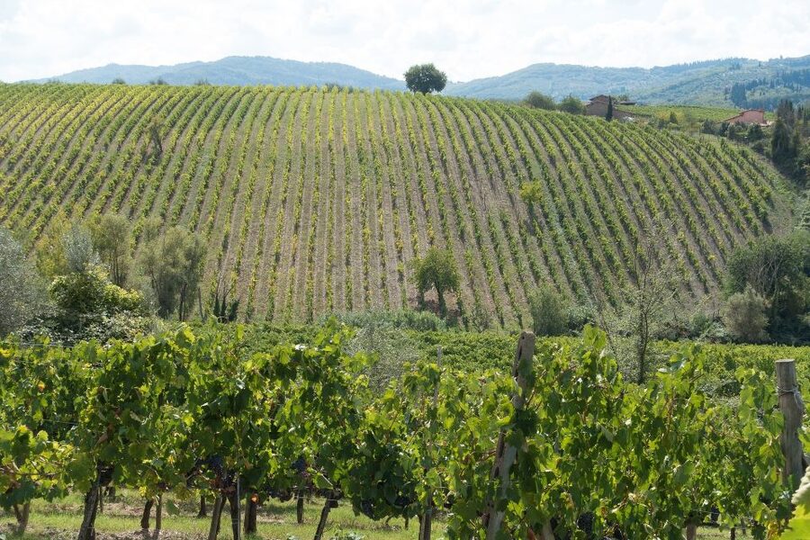 San Gimignano: Chianti wine tasting experience - What makes this Chianti tasting worth your time