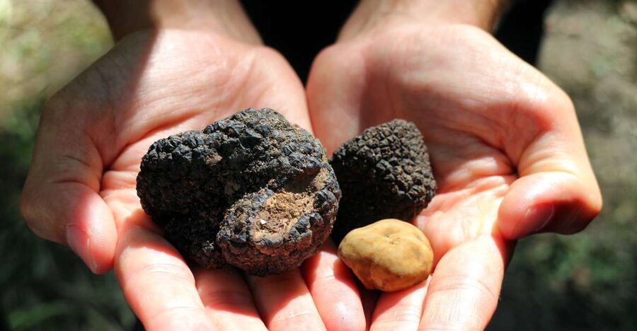 San Gimignano: Truffle Cooking Class with Wine Tasting - Key points worth knowing