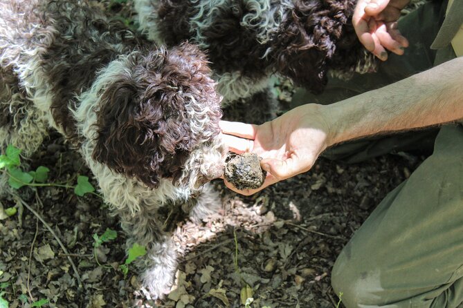 San Gimignano Truffle Hunt & Truffle Cooking Class - Who should book this San Gimignano truffle day?