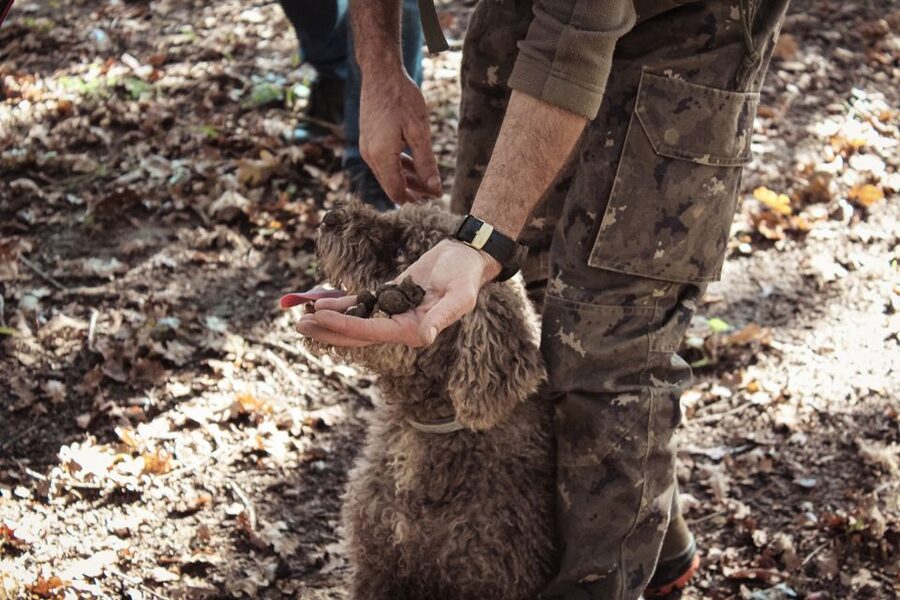 San Gimignano: Truffle Hunting with Lunch & Wine Tasting - Key moments worth aiming for