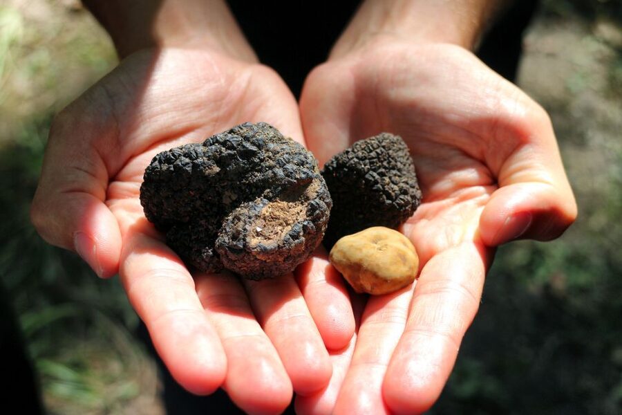 San Gimignano: Truffle Hunting with Lunch & Wine Tasting - From meeting point to tasting room: how the timing really works