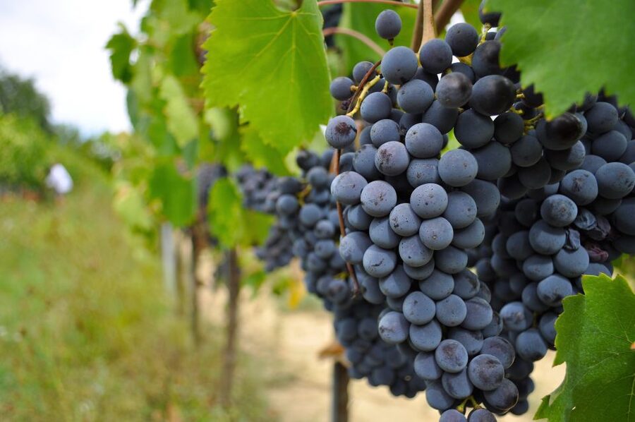 San Gimignano: Vineyard and Cellar Tour with Wine Tasting - Practical tips to enjoy it without stress