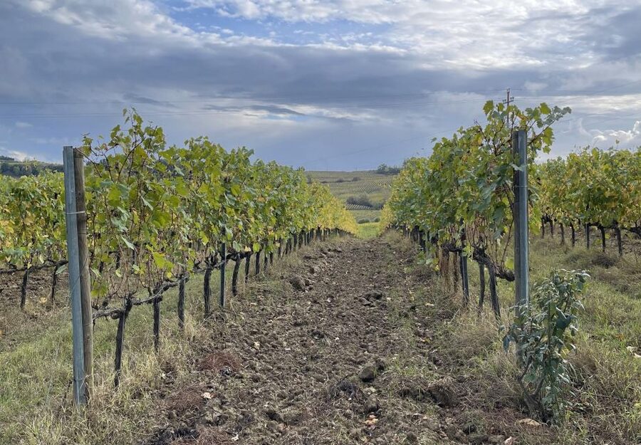 San Gimignano: Vineyard and Cellar Tour with Wine Tasting - Who should book this tour (and who might prefer something else)