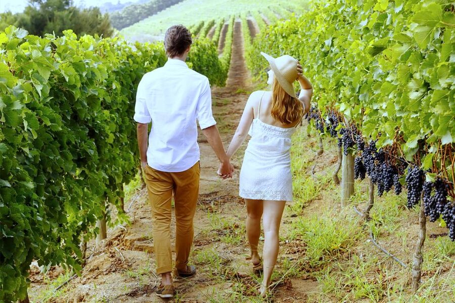 San Gimignano: Vineyard Walk with Wine Tasting in winery - What 1.5 hours feels like in real life