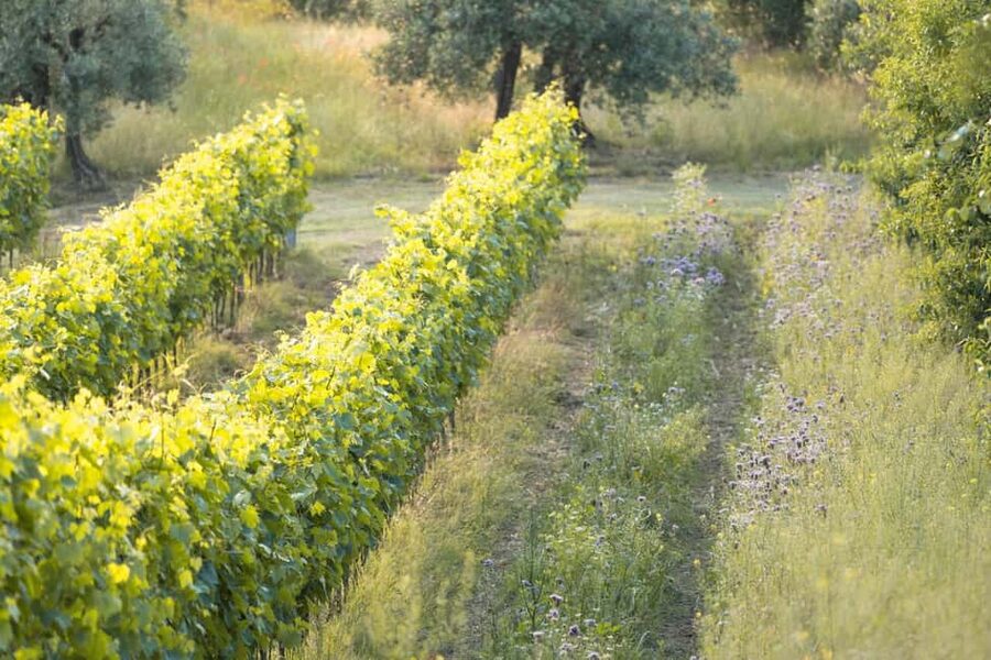 San Gimignano: Wine and Food Tasting in a Family Winery - Key things to know before you go