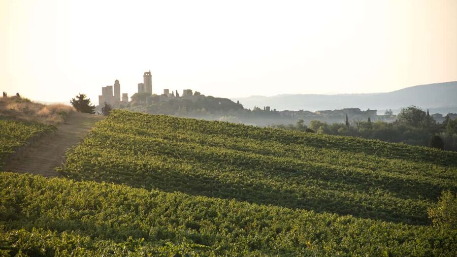 San Gimignano: Wine and Food Tasting in a Family Winery - Who this tour fits best (and who might want a different plan)