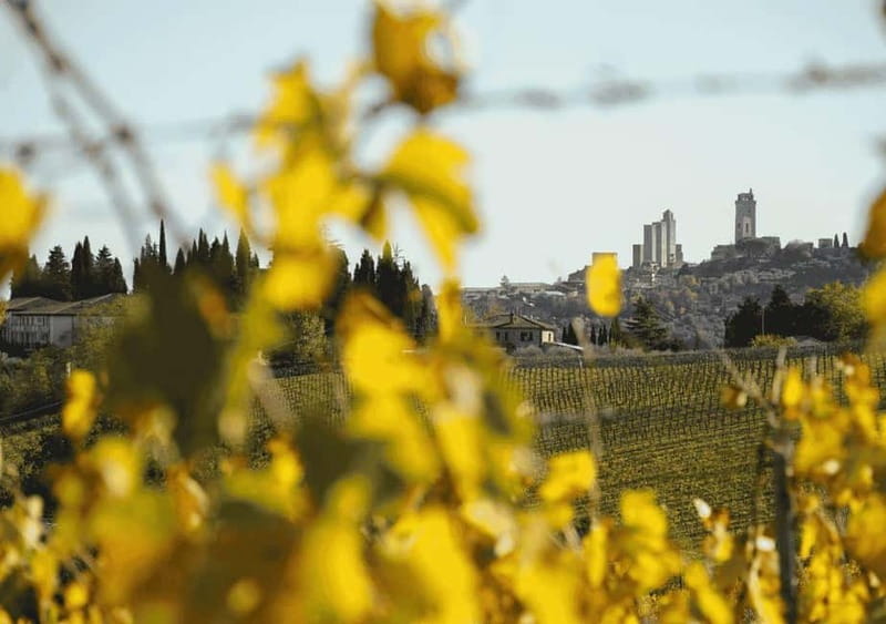 San Gimignano: Wine Tasting Experience at Il Colombaio - San Gimignano wine and olive oil at Il Colombaio: the big idea