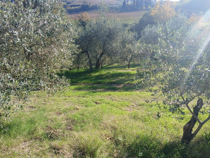San Gimignano: Winery Visit with Picnic in Olive Grove - First steps in San Gimignano country: welcome glass and your wine choice