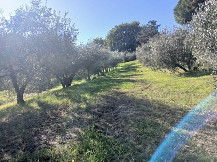 San Gimignano: Winery Visit with Picnic in Olive Grove - Walking the olive grove: picking your picnic spot under real olive trees