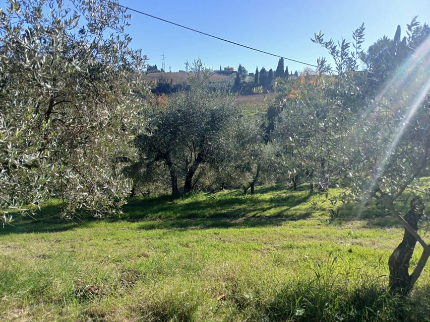 San Gimignano: Winery Visit with Picnic in Olive Grove - Wine pairing help that actually makes a difference